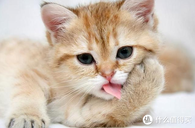 猫毛球症警告！你的猫咪经常舔毛吗？