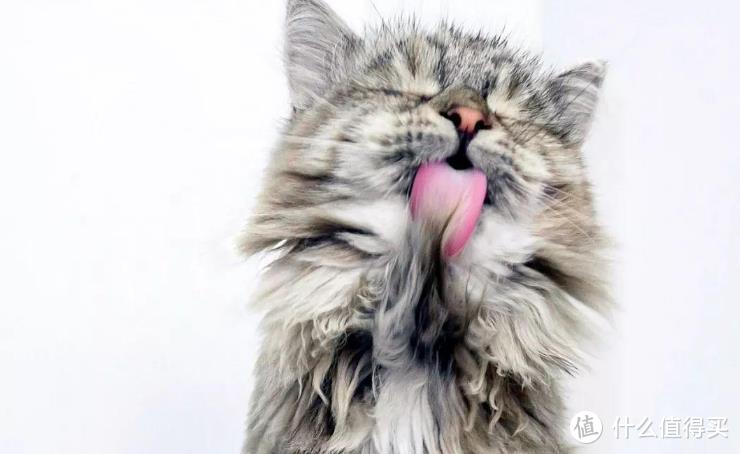 猫毛球症警告！你的猫咪经常舔毛吗？