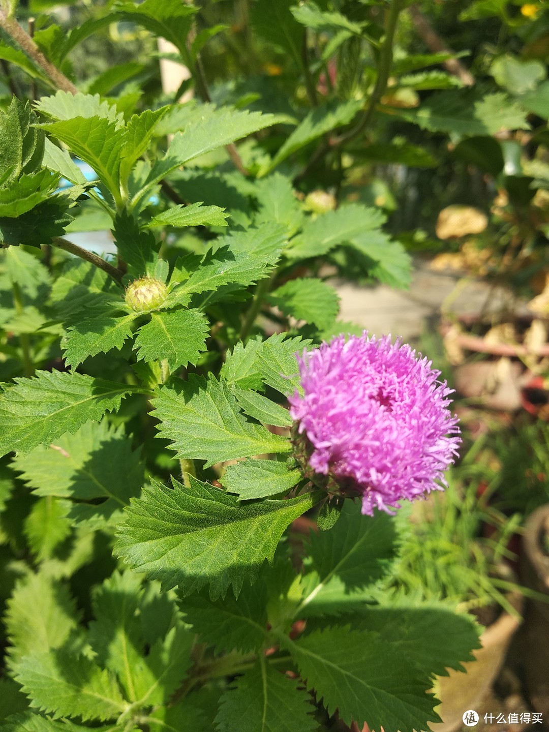 阳台养花系列-继续介绍几种能吃能用的皮实植物