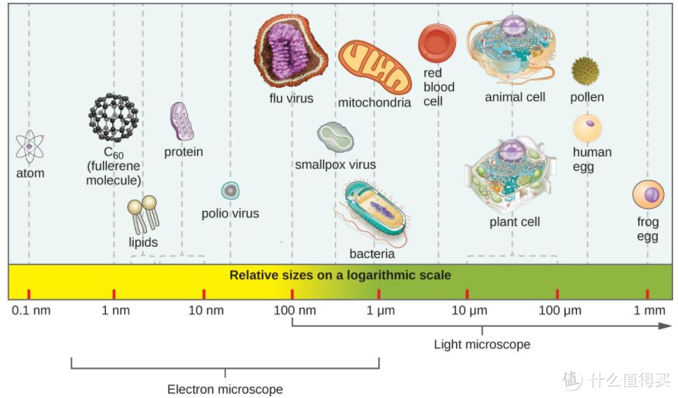 [图片来源：Microbe Notes ]