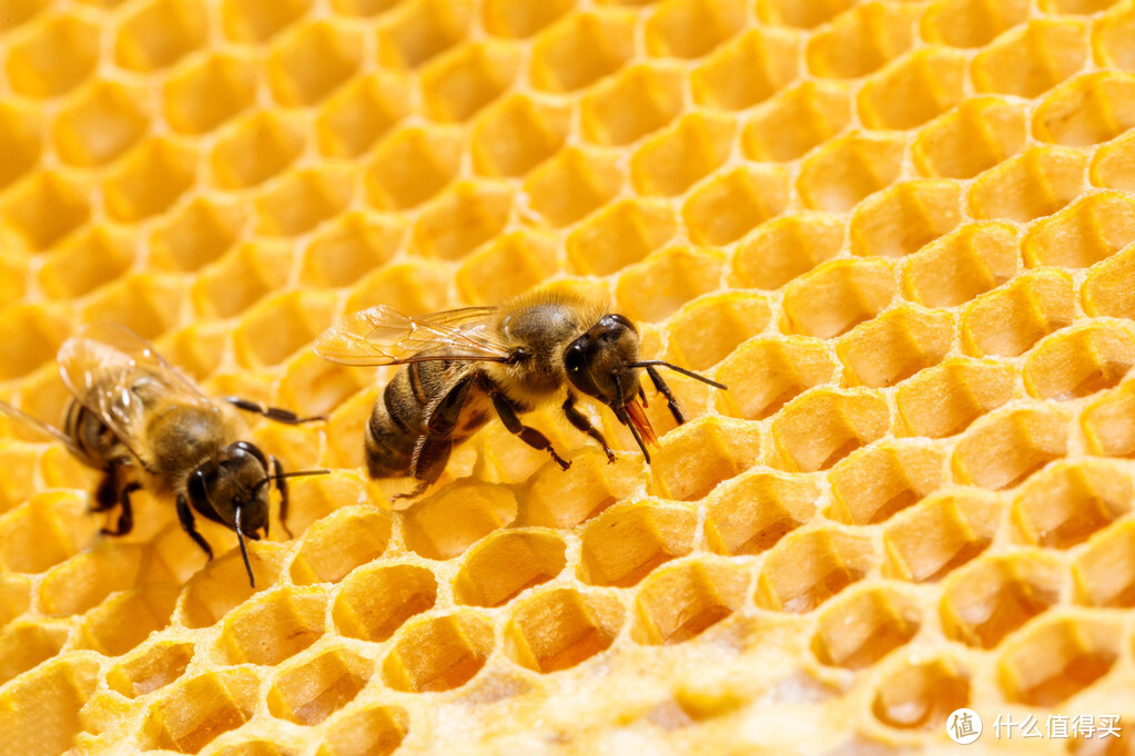 尼泊尔蜂蜜，让人产生幻觉的“狂蜜”，悬崖采蜜，5倍高价都难买