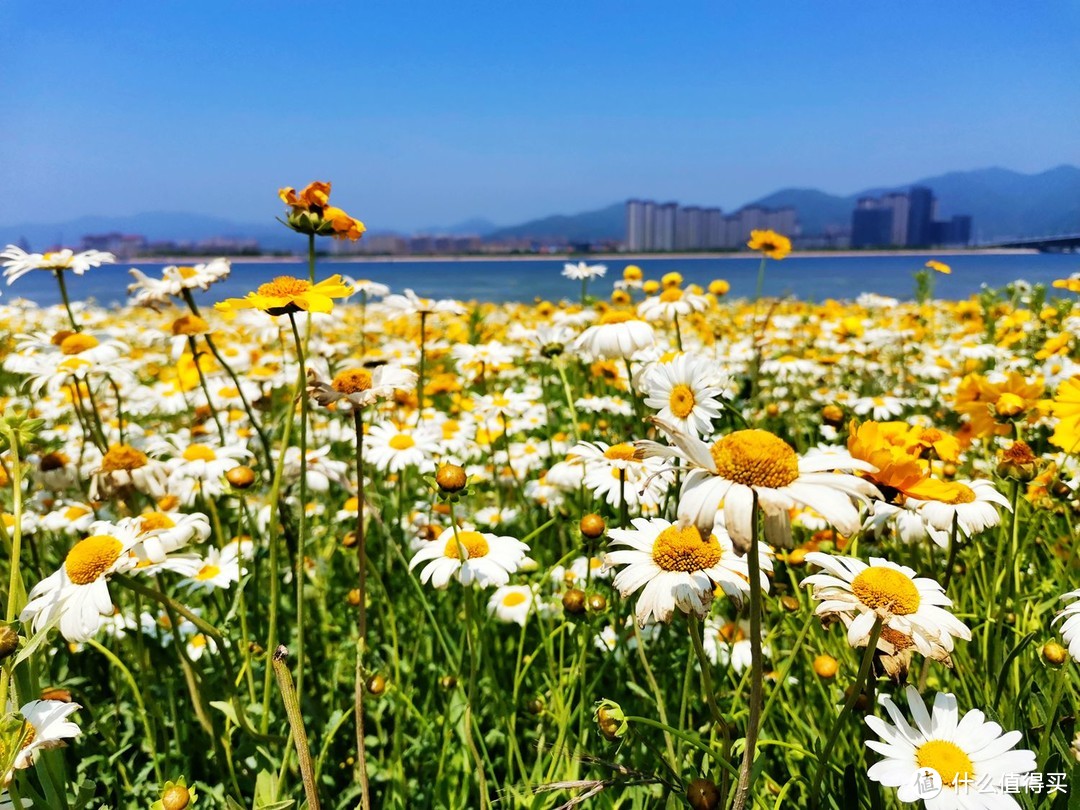 网红打卡地-宁波北仑梅山湾花海-周末的好去处