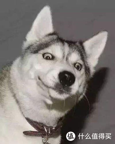 最新资讯!新生代已婚家庭成为养宠主力军!