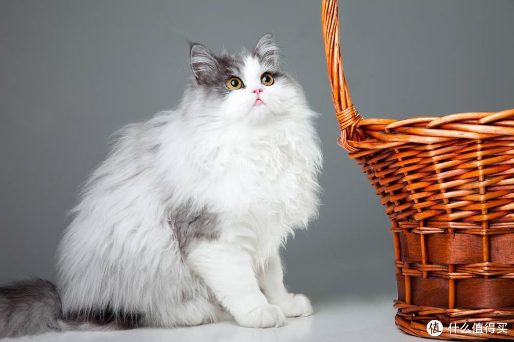 猫吃维生素：千万别让你家猫主子缺乏维生素