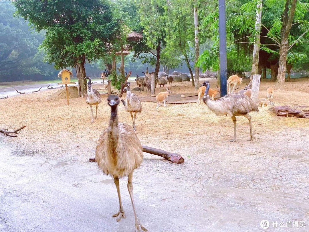 長隆野生動物園要這樣玩!