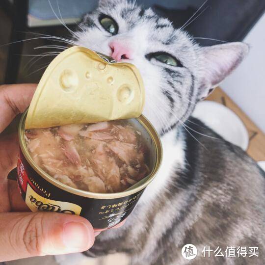 孕猫吃什么牌子罐头好？口碑比较好的猫罐头推荐