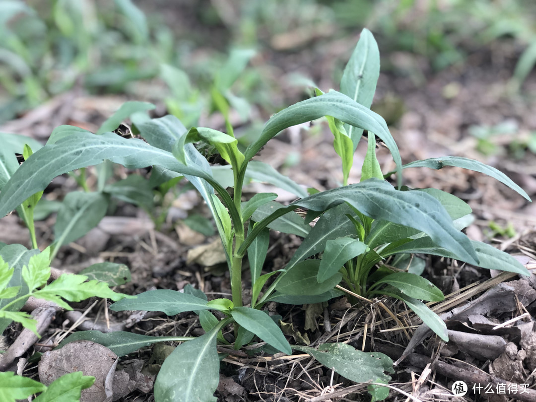 山东人爱吃的10种野菜，现在刚发芽，大多是“去火”的好食材