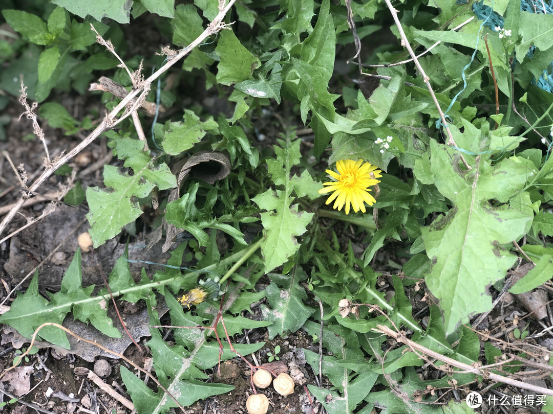 山东人爱吃的10种野菜，现在刚发芽，大多是“去火”的好食材