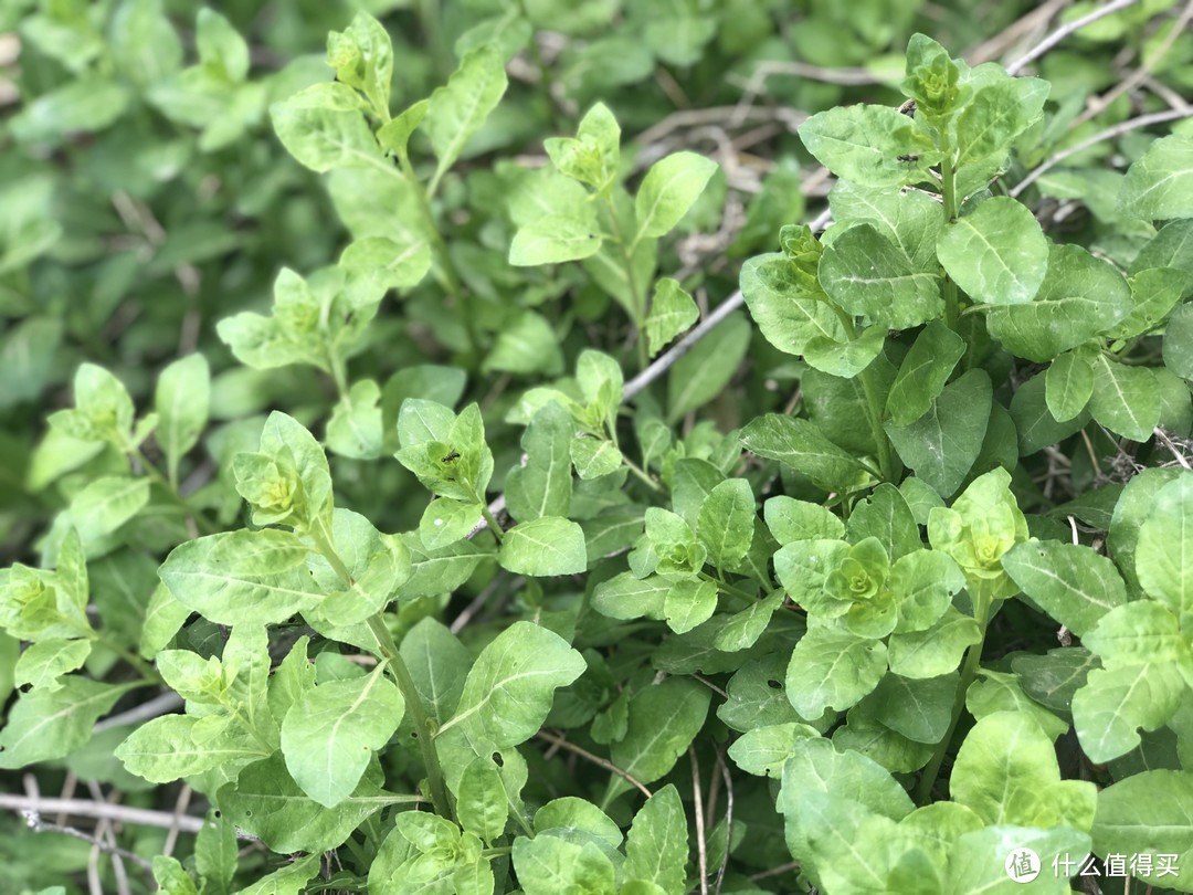 山东人爱吃的10种野菜，现在刚发芽，大多是“去火”的好食材