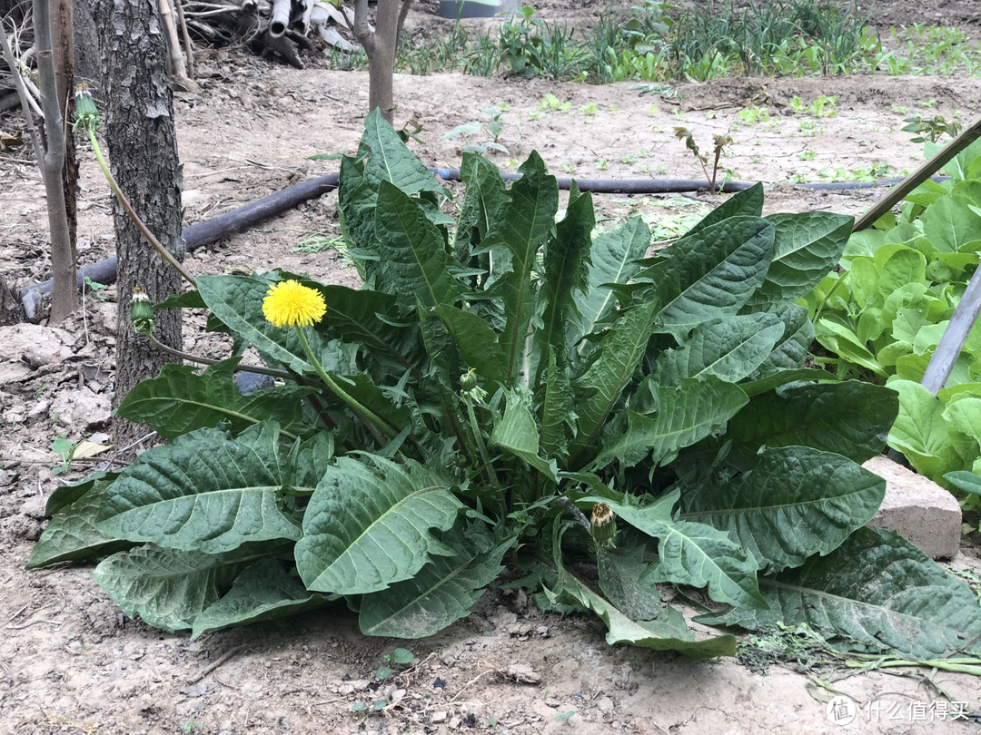 山东人爱吃的10种野菜，现在刚发芽，大多是“去火”的好食材