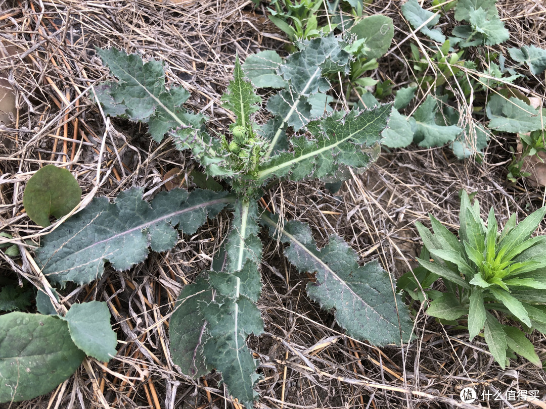 山东人爱吃的10种野菜，现在刚发芽，大多是“去火”的好食材