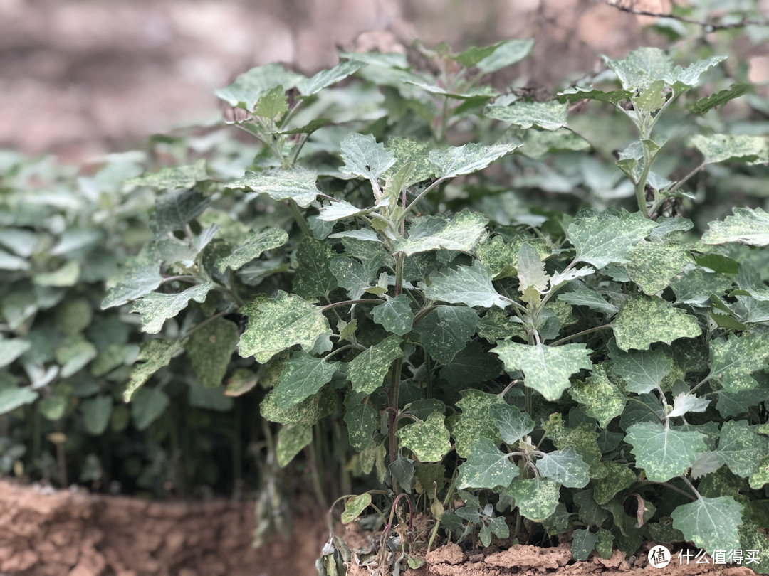 山东人爱吃的10种野菜，现在刚发芽，大多是“去火”的好食材