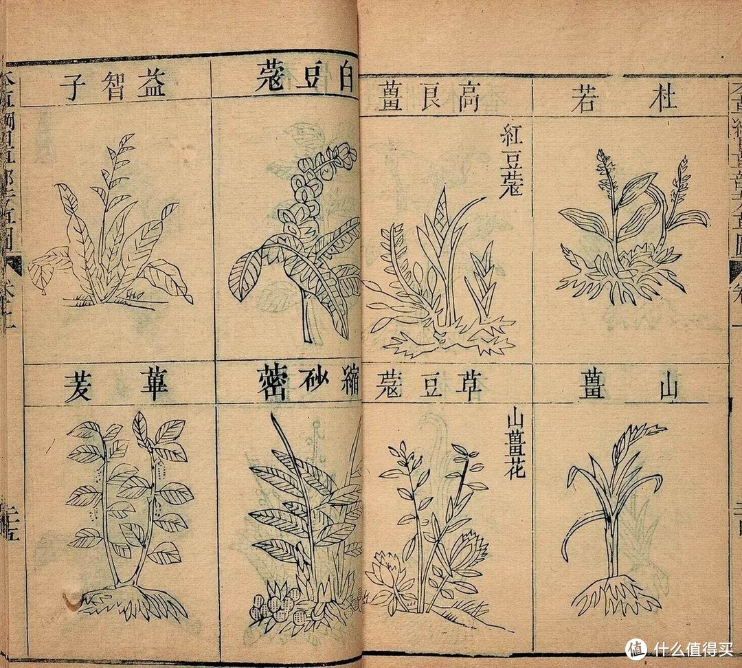 《本草纲目》中记载了多种可入药用的花草植物