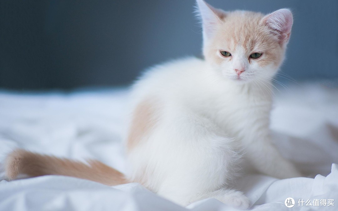 科普贴：猫营养膏真的有用么？