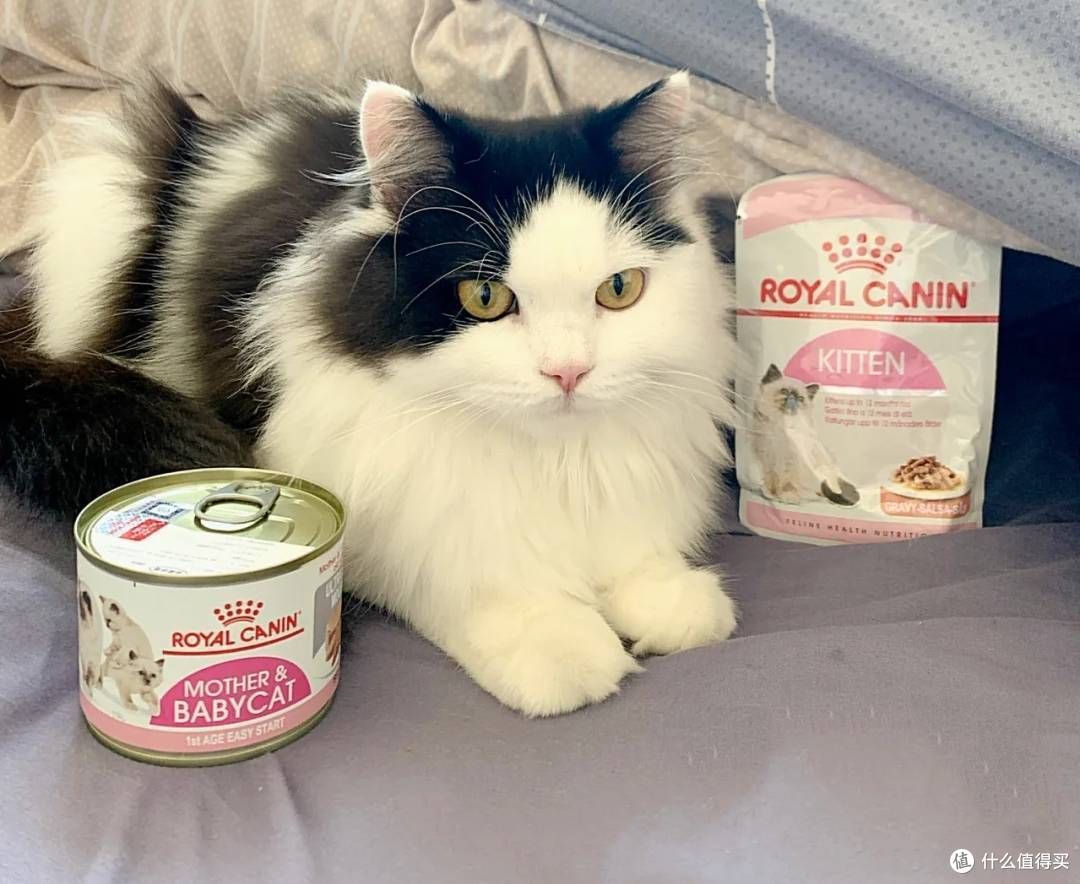 幼猫猫粮排行榜推荐