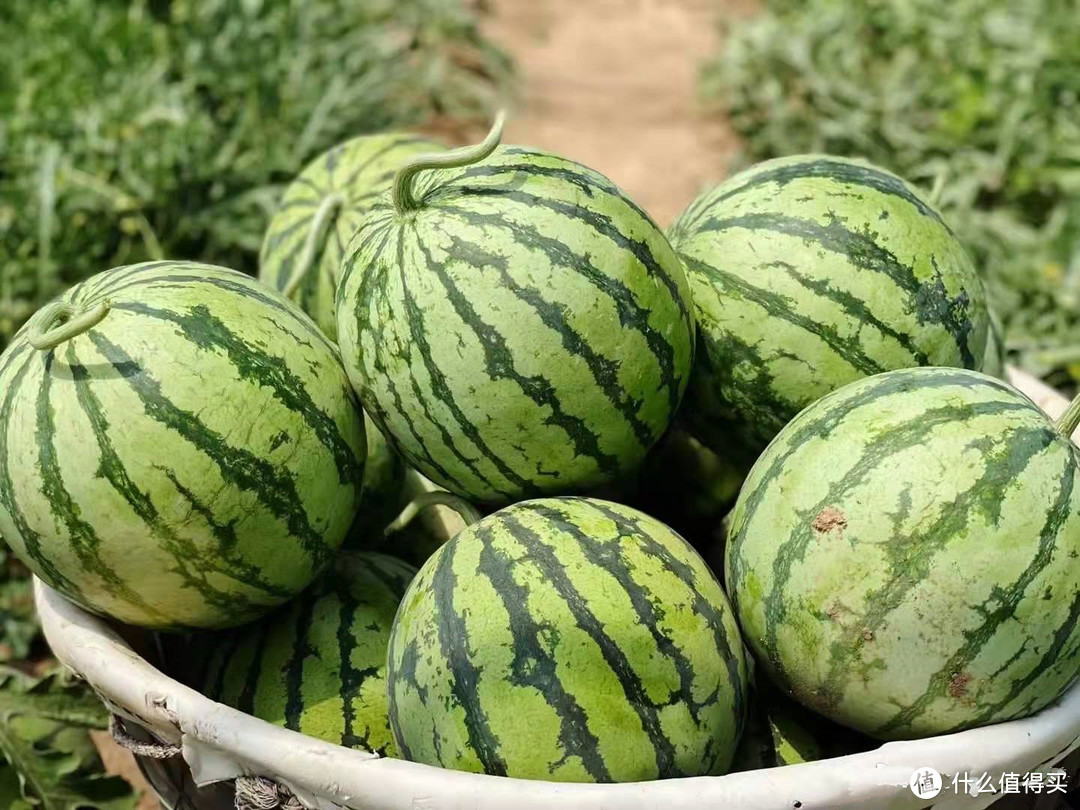夏天买西瓜，认清国内这6大优质品种，个个甜美多汁，涨知识了