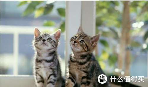 养猫知识：猫吃维生素好么？如何补充猫维生素