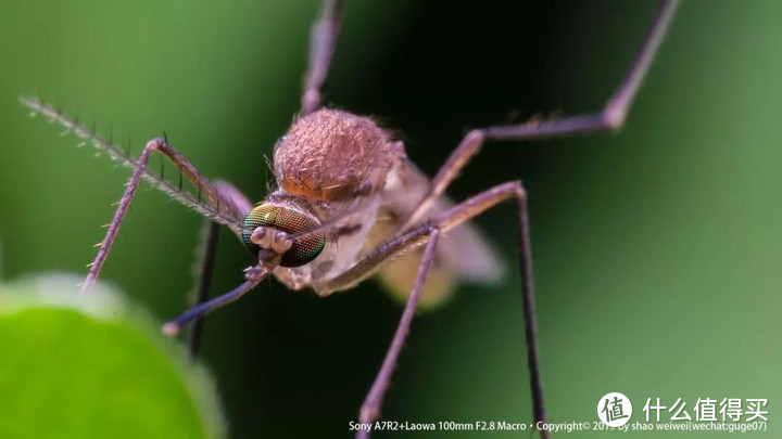 两倍微距拍摄的蚊子，虽有所裁剪，但一倍的微距是做不到的（摄影：汩歌）