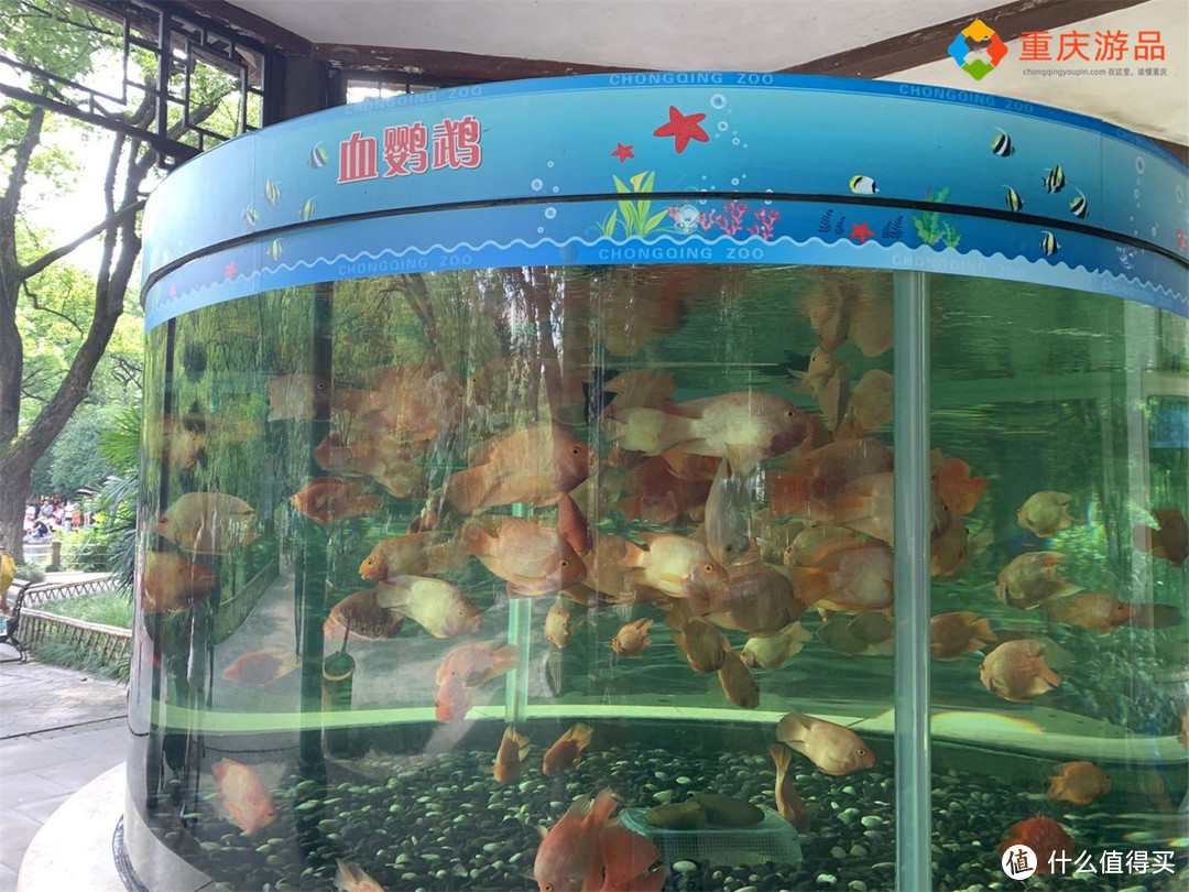 重庆人回不去的儿童节：西西公园，科普中心，还有会隐身的珊瑚坝