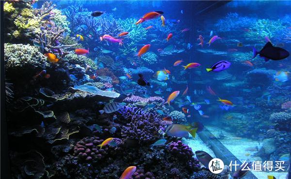 水族新玩家必备｜10件便宜实用好物，最后一个低至2块钱！