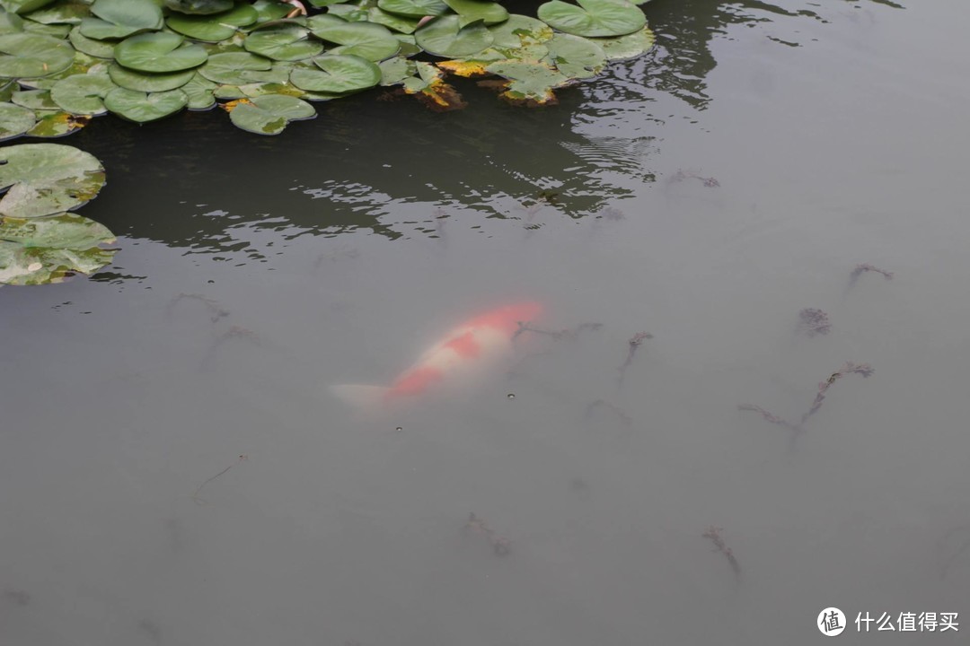 疫情期间，我居然跑去了京都，北海道，白川乡