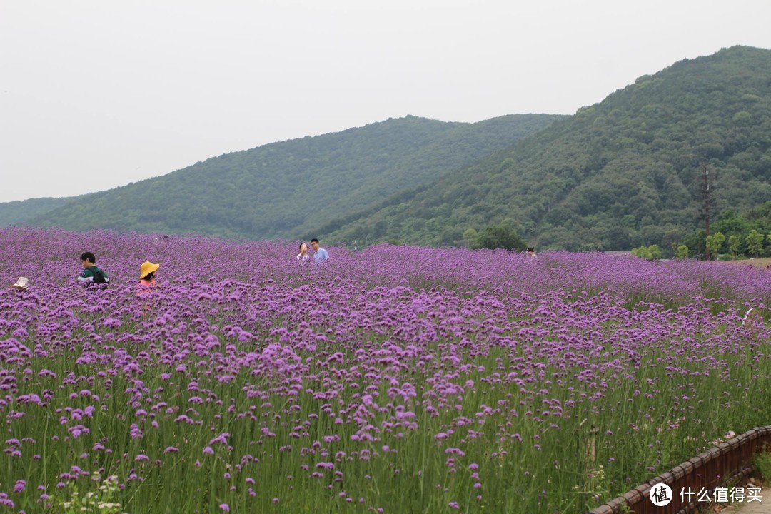 疫情期间，我居然跑去了京都，北海道，白川乡