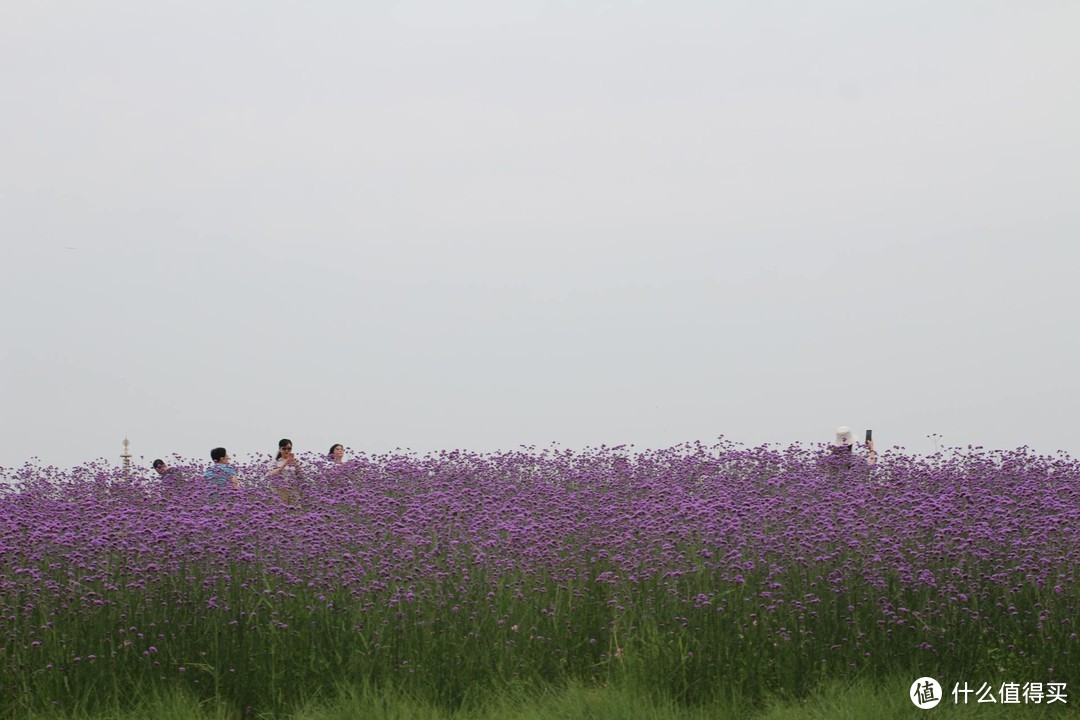 疫情期间，我居然跑去了京都，北海道，白川乡