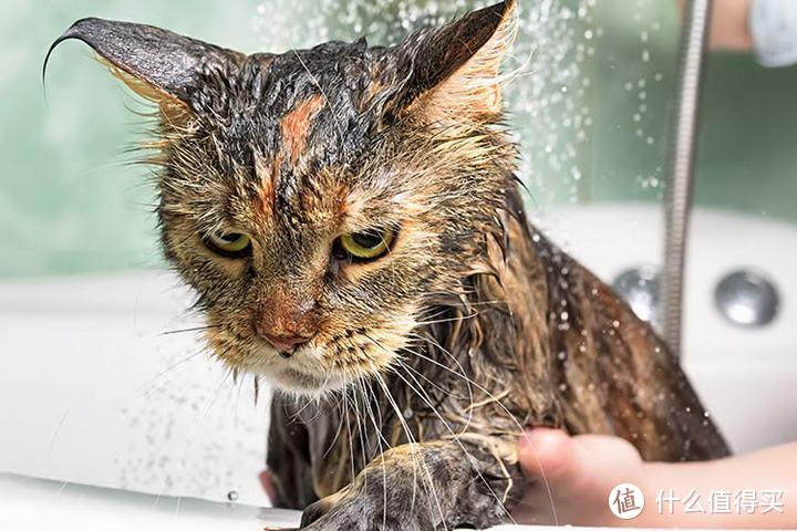 解救铲屎官的噩梦，学会这6招，给猫洗澡更顺利~