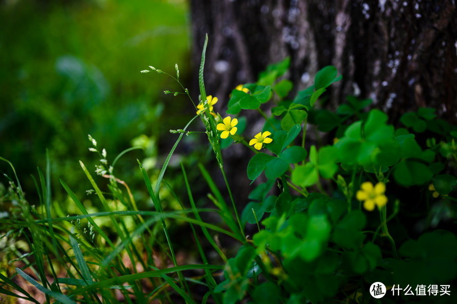 尼康50mm f/2.8首发评测：多用途微距镜头 它能胜任么？