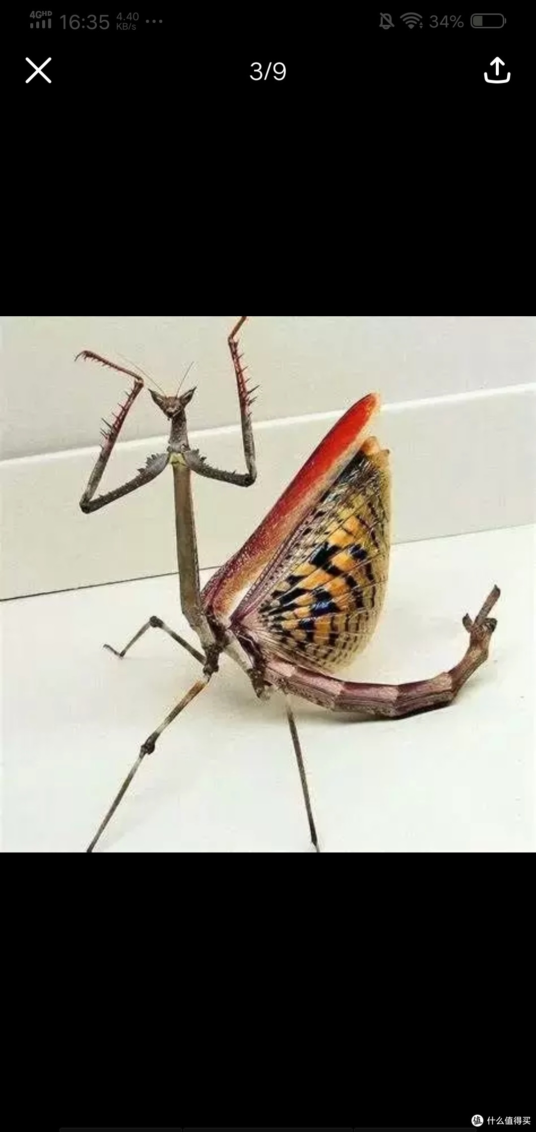 heterochaeta orientalis东非瘤刺螳,它在螳螂家族绝对算的上一个巨人