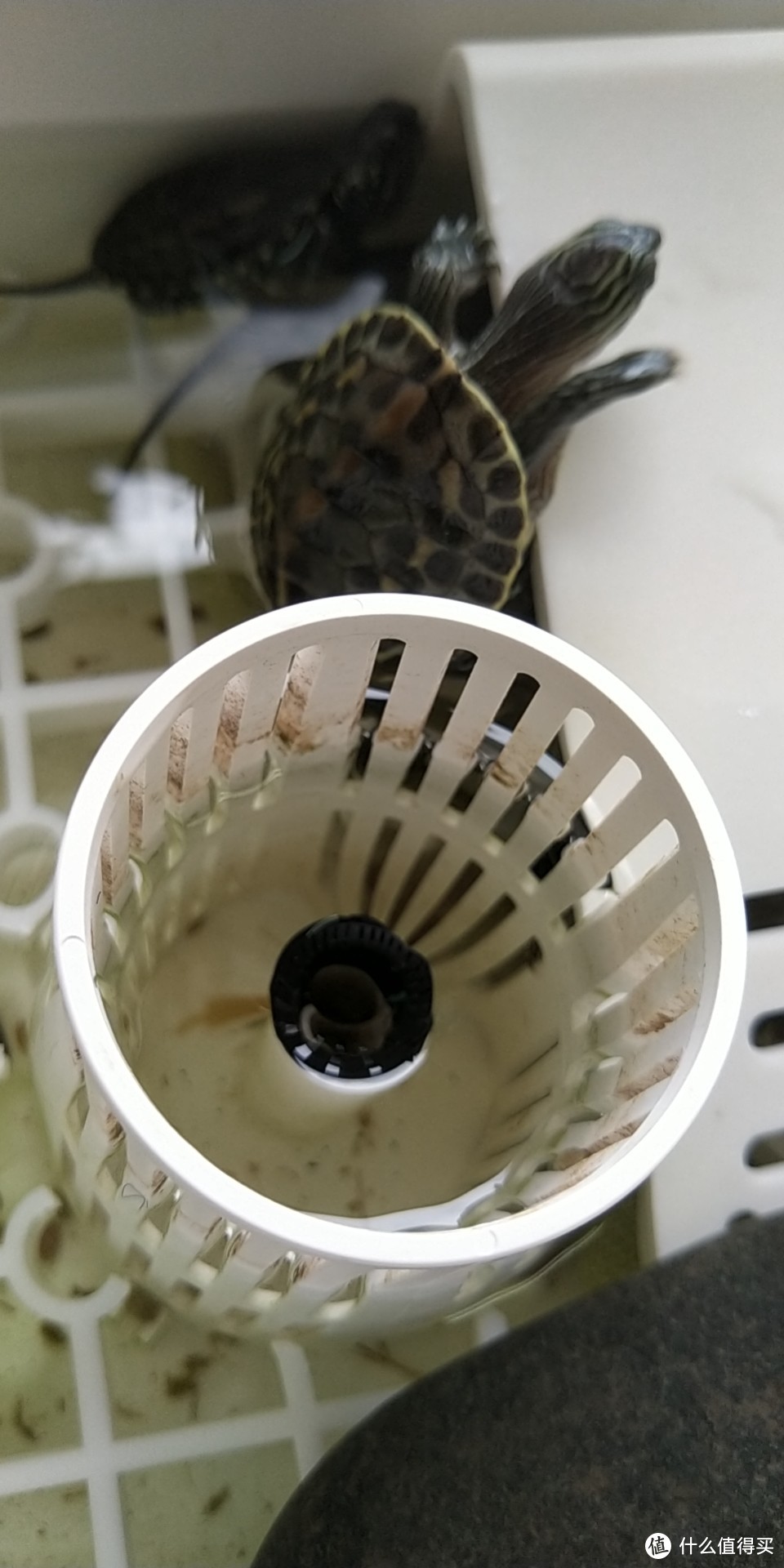 苗龟孵化到鱼龟混养双层稚龟缸造缸全记录
