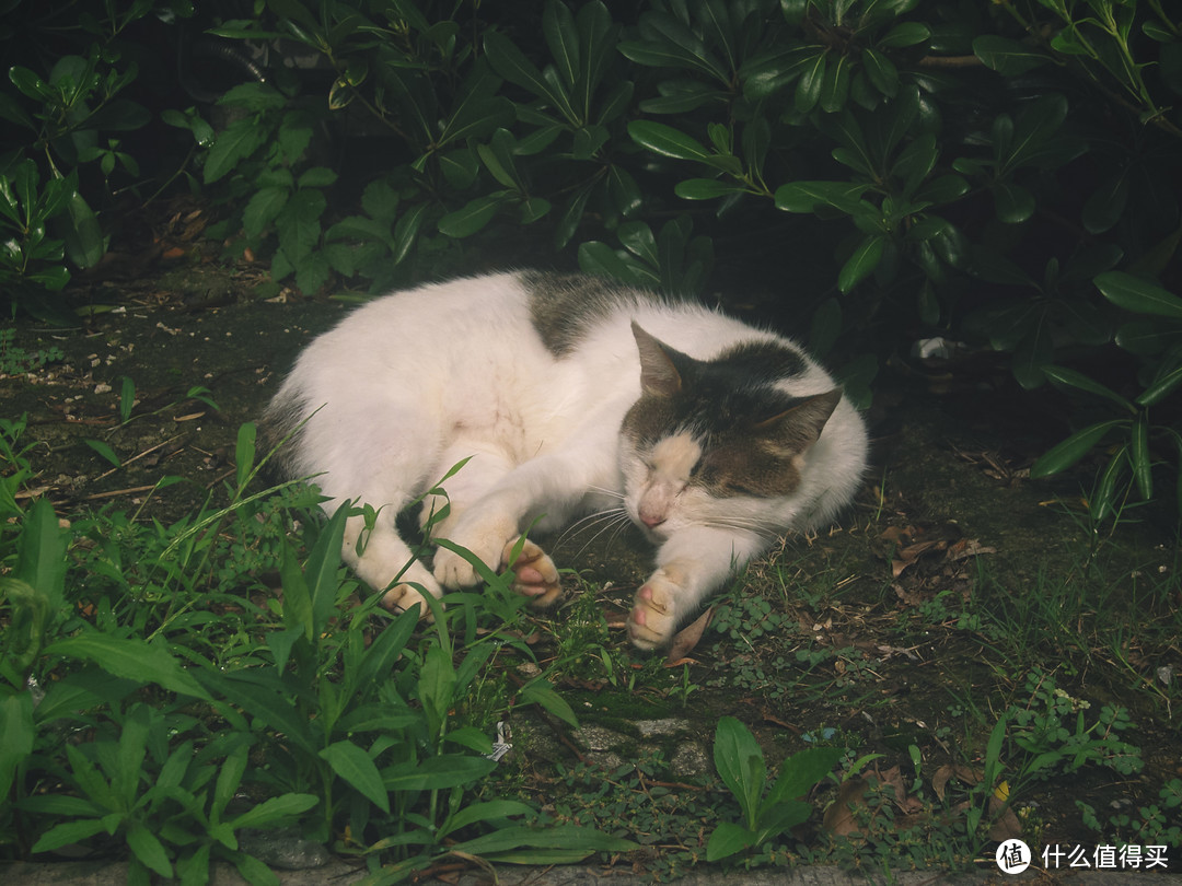 【小熊扫街】苏州石湖景区 第一人称CCD相机街头摄影