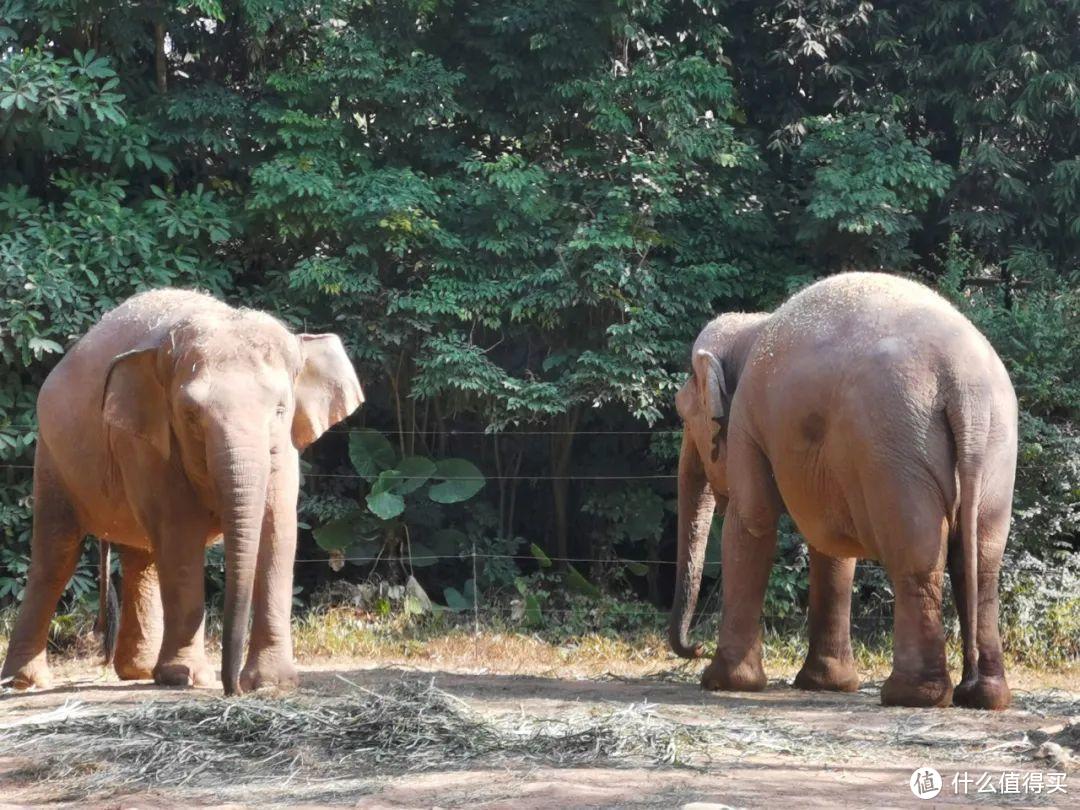 廣州長隆野生動物世界為什麼是國內最好的野生動物園?