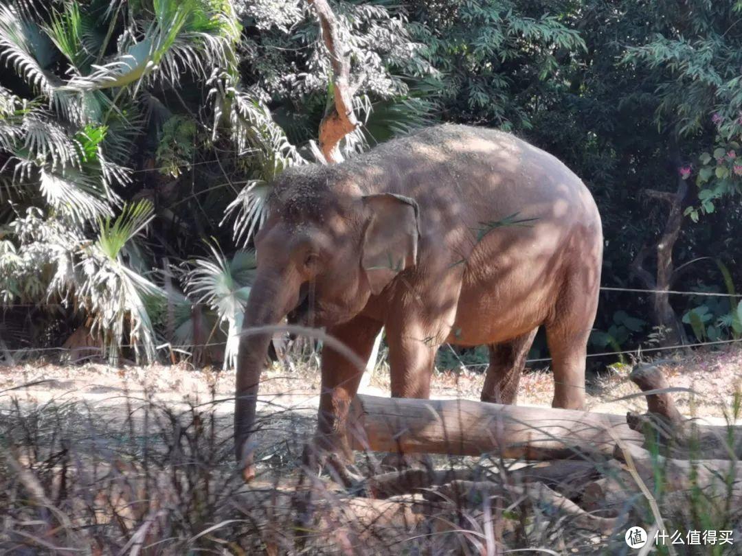 觸動在路上篇一百一十二廣州長隆野生動物世界為什麼是國內最好的野生