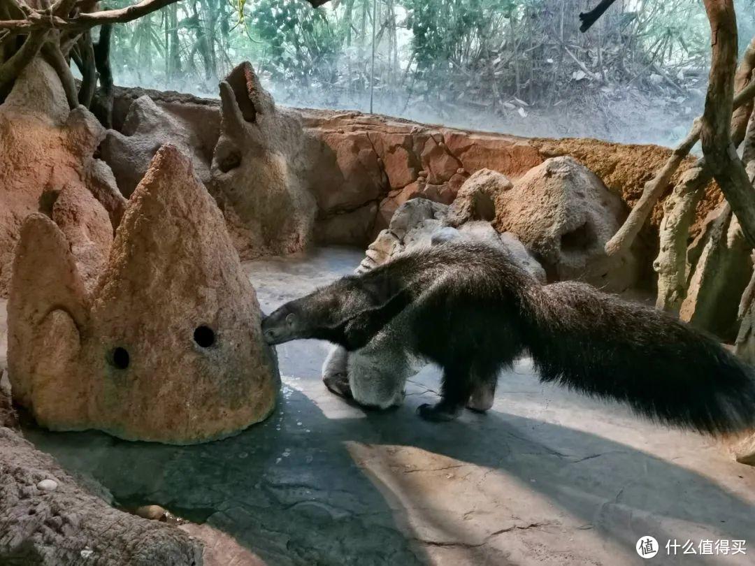 廣州長隆野生動物世界為什麼是國內最好的野生動物園?