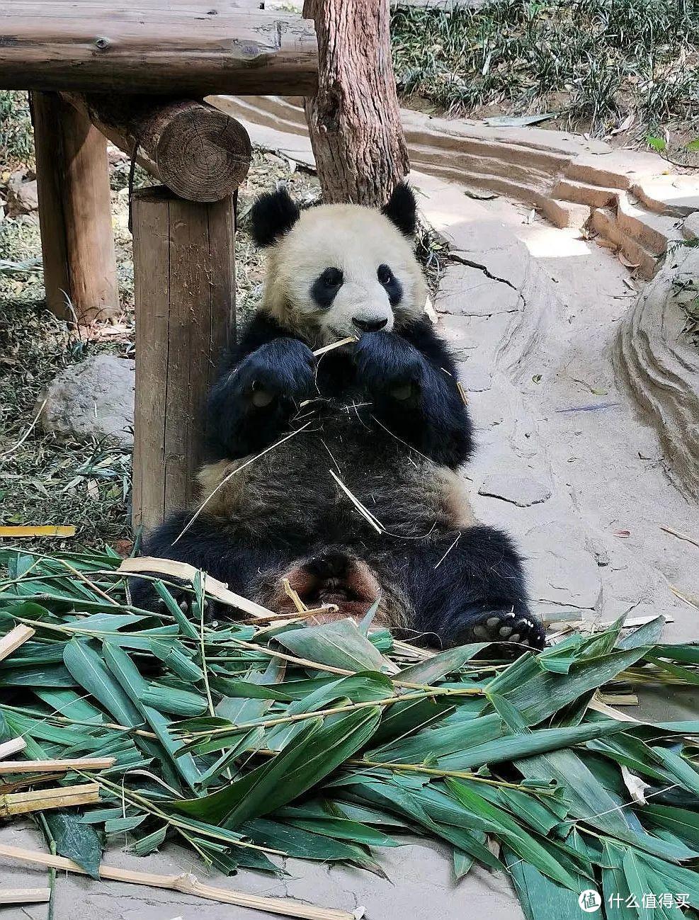广州长隆野生动物世界为什么是国内最好的野生动物园？一文带你遍览世界珍奇动物