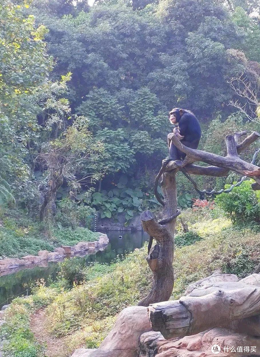 广州长隆野生动物世界为什么是国内最好的野生动物园？一文带你遍览世界珍奇动物