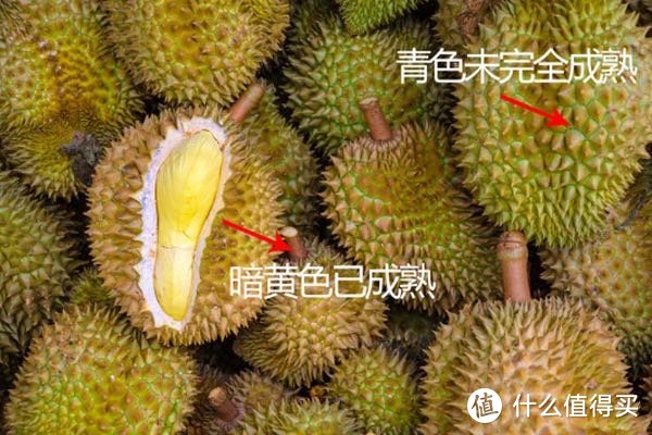 榴莲的季节来了，榴莲要怎么挑？感觉每次都在开盲盒