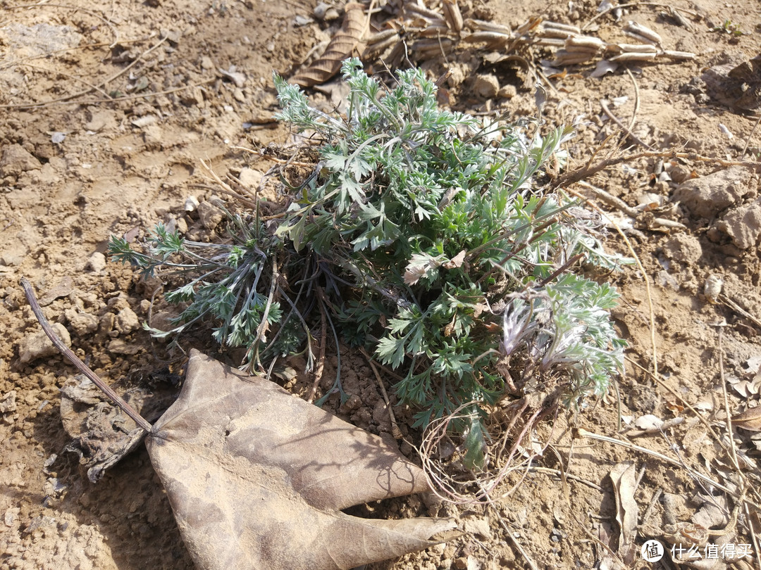 挖野菜，遇到这8种野菜，看清楚再下手，别挖堆野草闹笑话