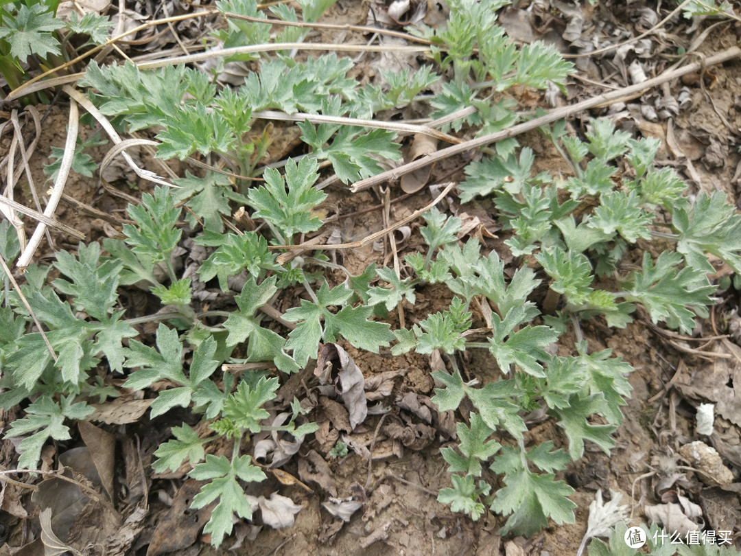 挖野菜，遇到这8种野菜，看清楚再下手，别挖堆野草闹笑话