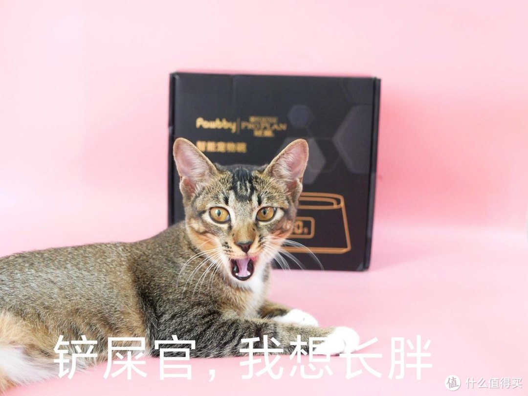 一只小猫咪的夏季增肥计划，冠能宠物智能碗实现科学喂养