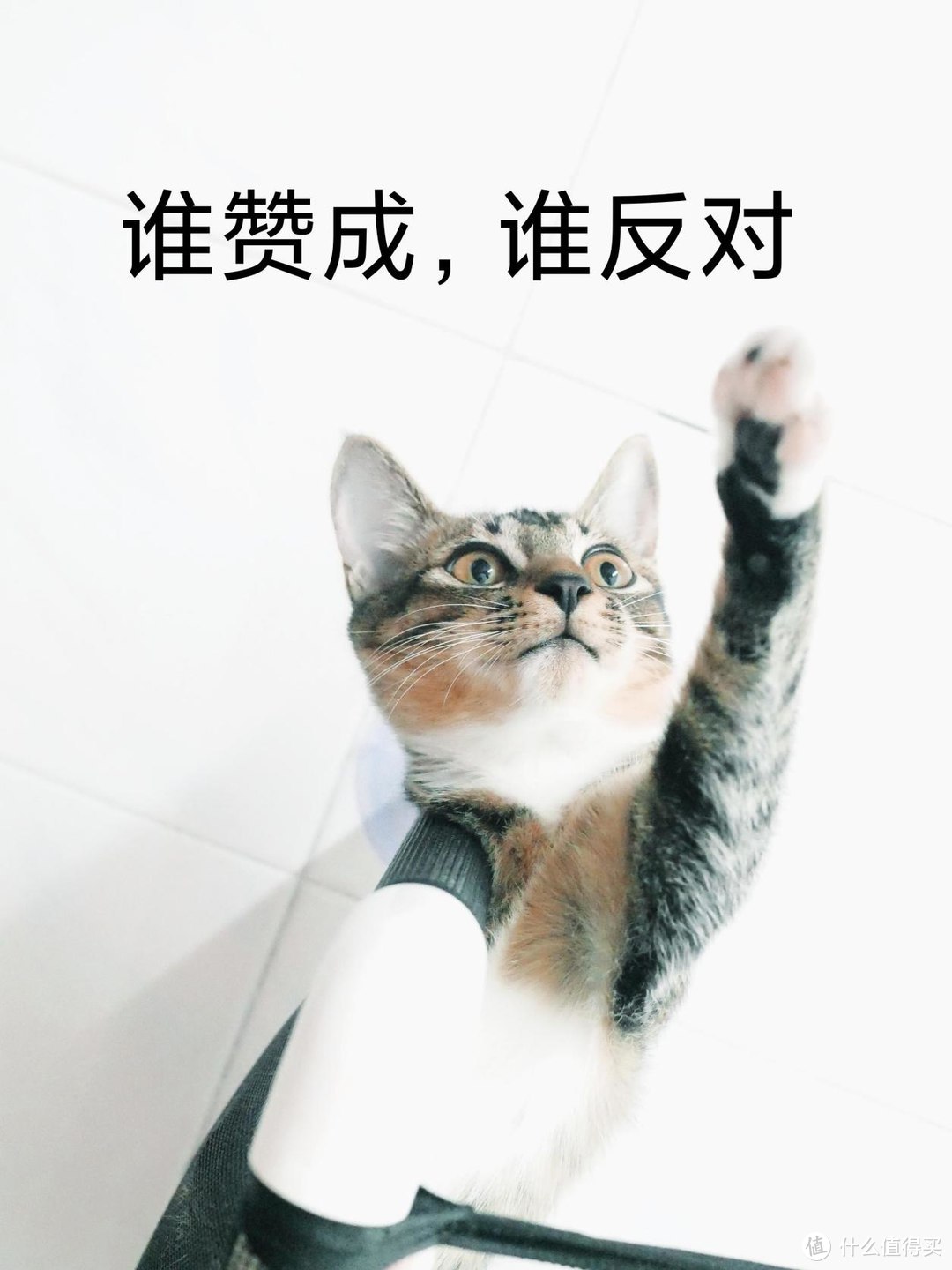 一只小猫咪的夏季增肥计划，冠能宠物智能碗实现科学喂养