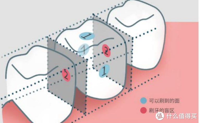 牙齿清洁的盲区