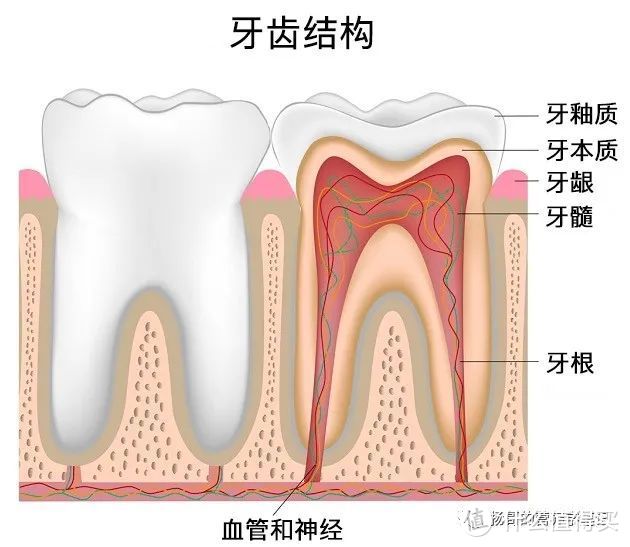 进了一趟牙科才发现，我竟然不会刷牙！