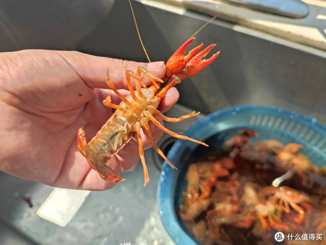 從後背抓住小龍蝦,順帶抓住它的兩個鉗子,讓它兩個鉗子無法揮舞.