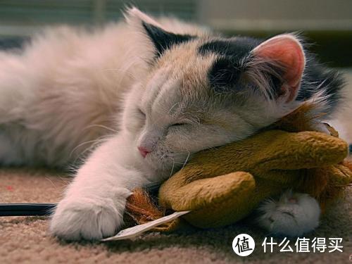 为什么都说给猫咪喝羊奶粉好？猫奶粉什么牌子好？