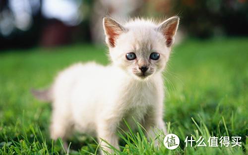 为什么都说给猫咪喝羊奶粉好？猫奶粉什么牌子好？