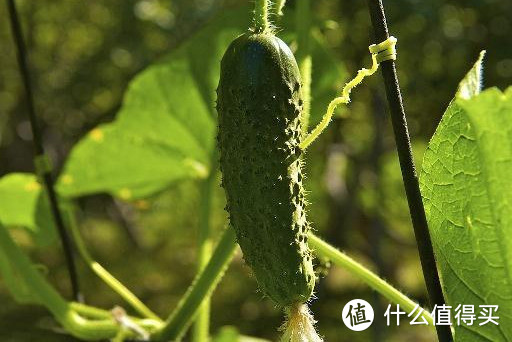 夏天买黄瓜，究竟直的好还是弯的好，看完就明白