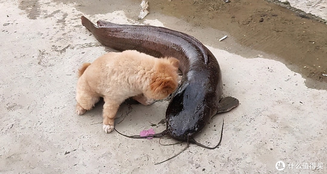 广州男子钓获“河中鱼王”，1.4米长，小猫不敢下嘴