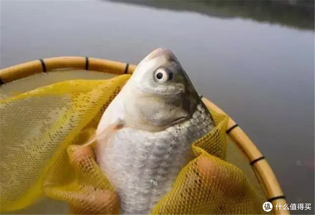 夏季钓鱼嫌杂鱼太多？不妨试试这款自制饵料，野钓黑坑都能用